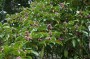 dipteryx_odorata_floweringtree.jpg
