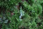 juniperus_chinensis_c.jpg