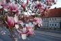 magnolie2015.jpg