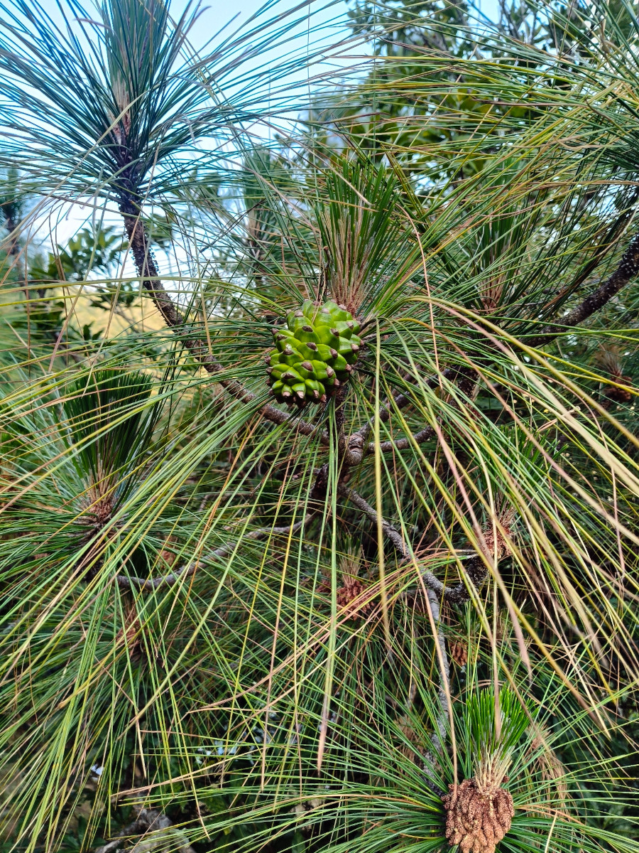 pinus_rox.jpg