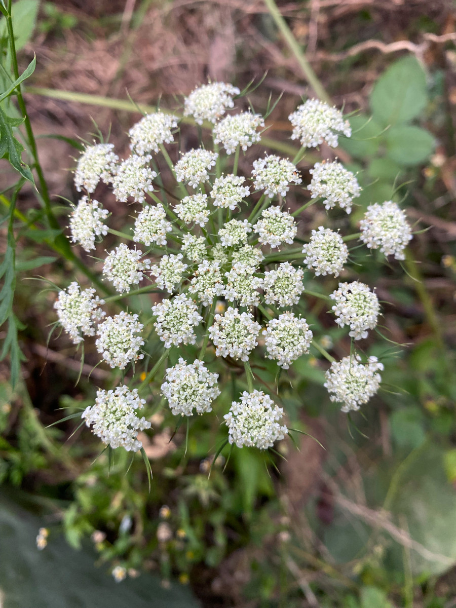 pimpinella_anis.jpg