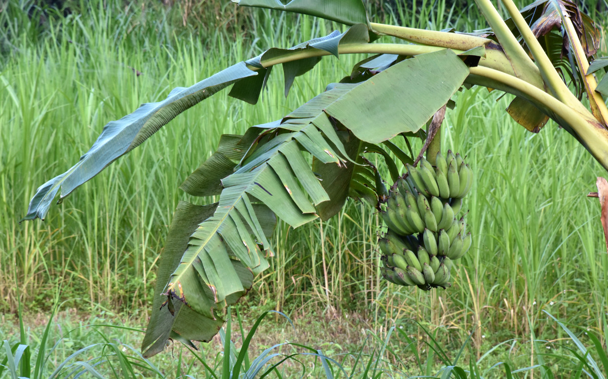 musa_banana.jpg
