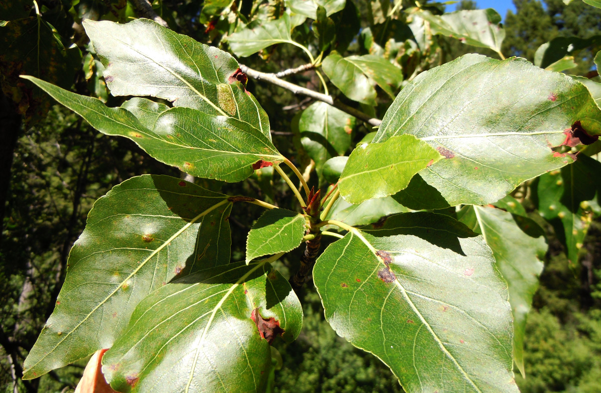 populus_balsamifera_montana.jpg