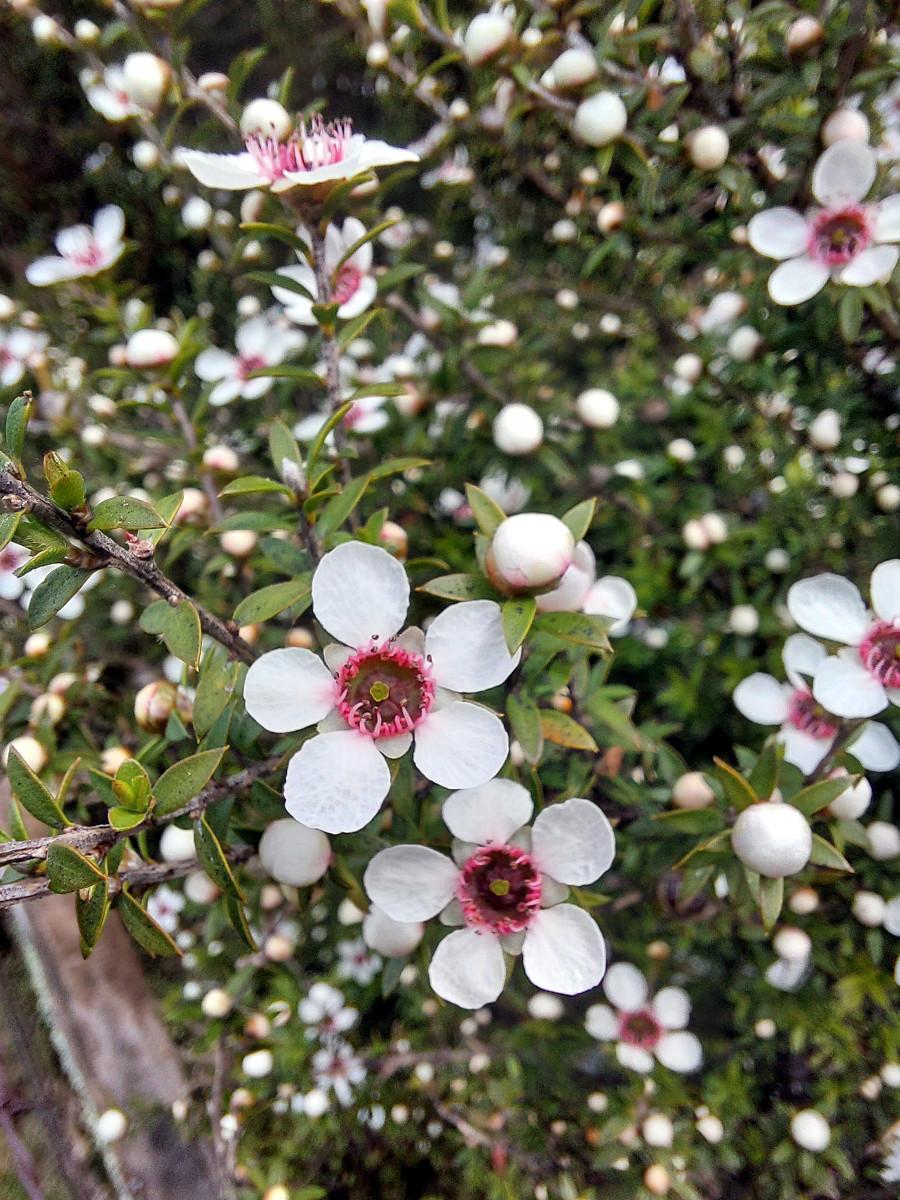 leptospermum_scop.jpg