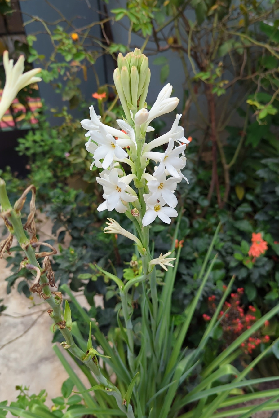 polyanthes_tuber.jpg
