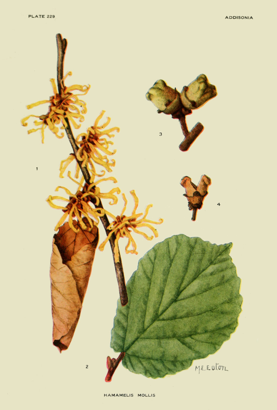hamamelis_molladdi.jpg