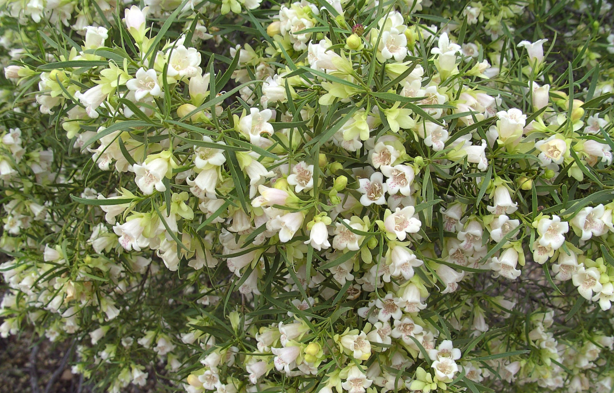 eremophila_mitchellii.jpg