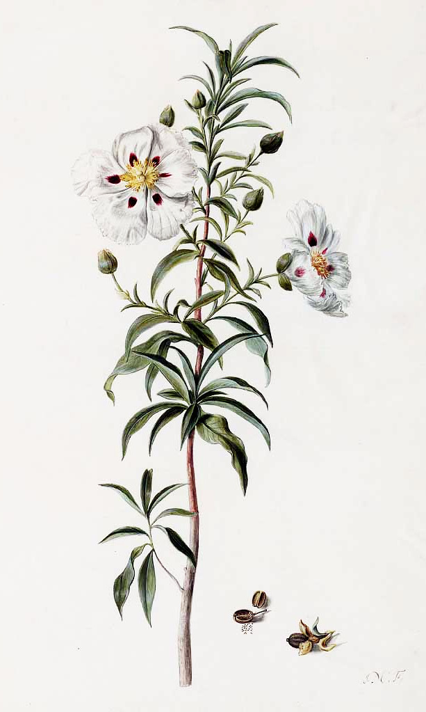 cistus_ladanifer.jpg
