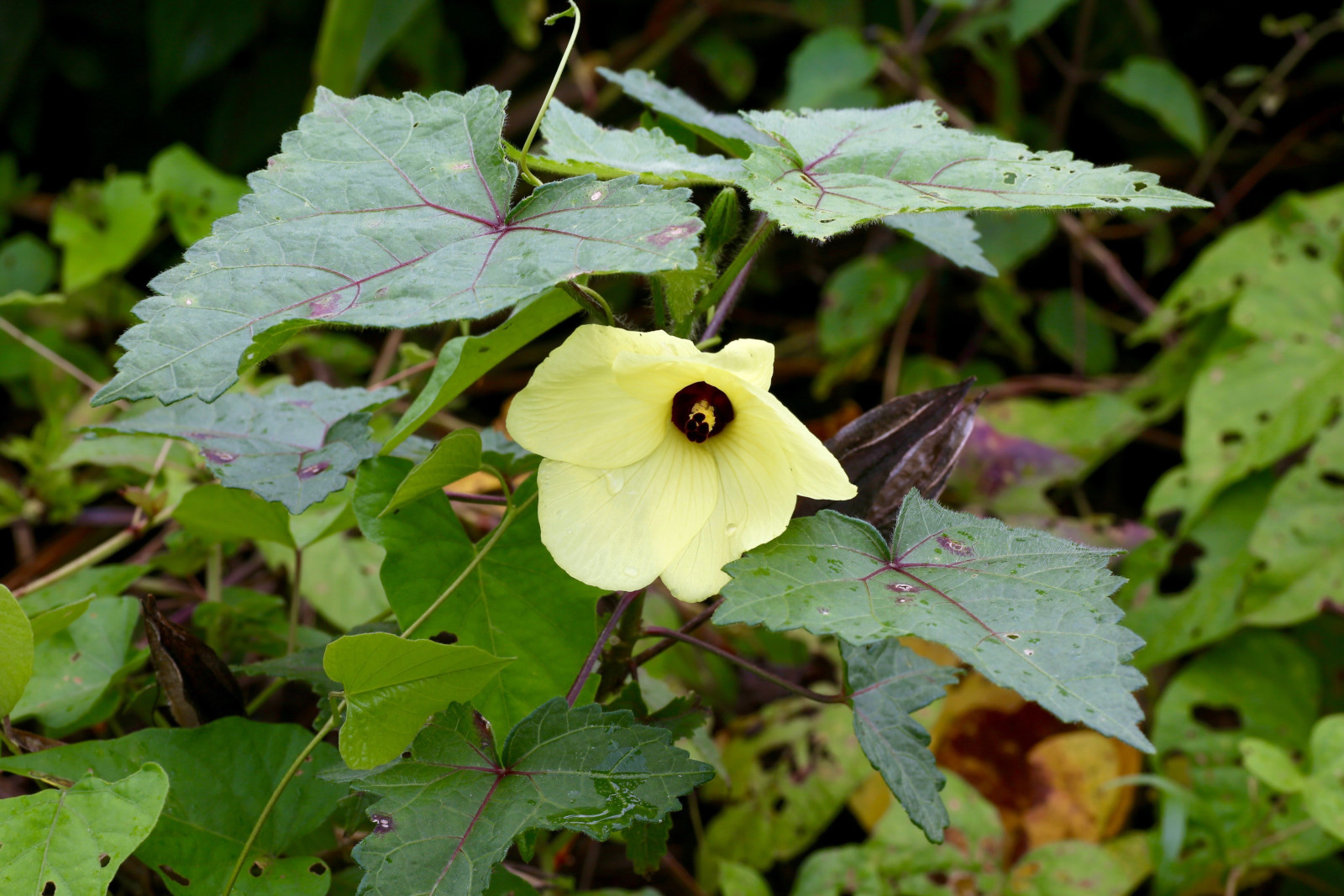 abelmoschusmoschatus_yak2016.jpg