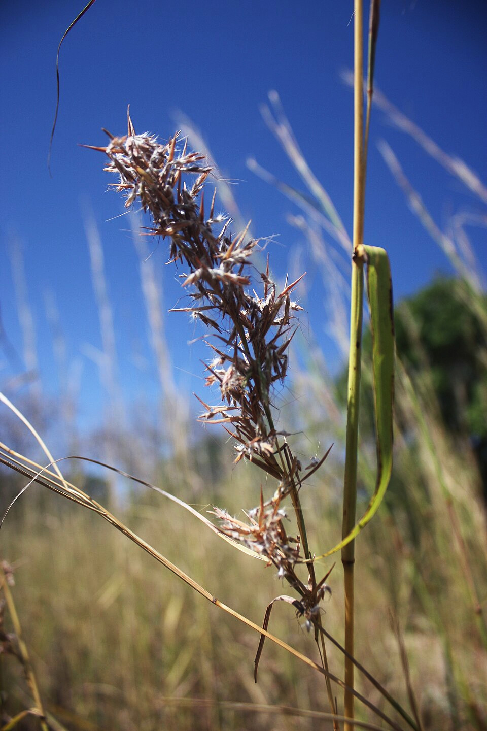 cymbopogon_giganteus.jpg
