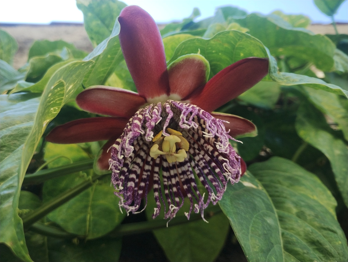 passiflora_ala.jpg