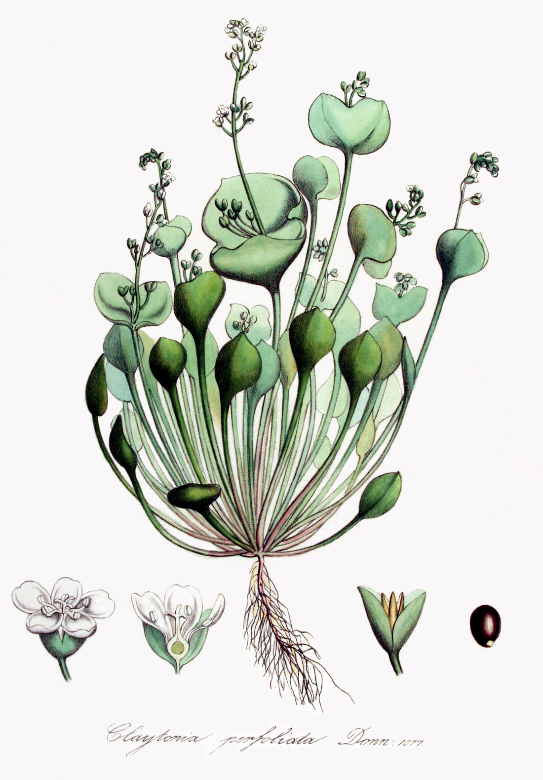 claytonia_perfoliata_fb.jpg
