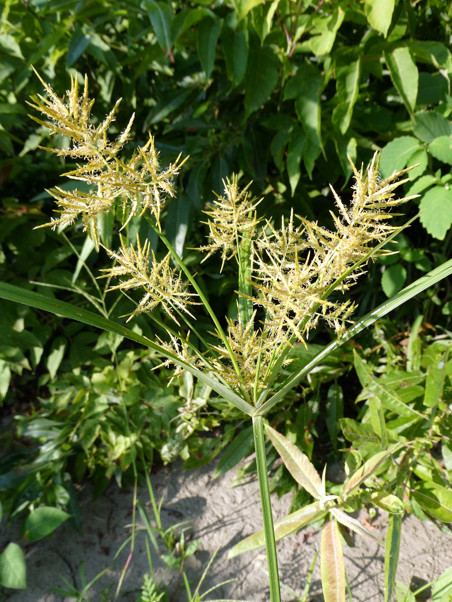 cyperus_esc.jpg