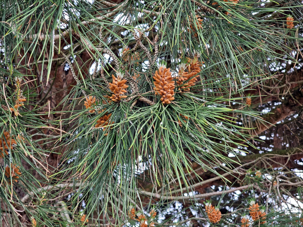 pinus_pin.jpg