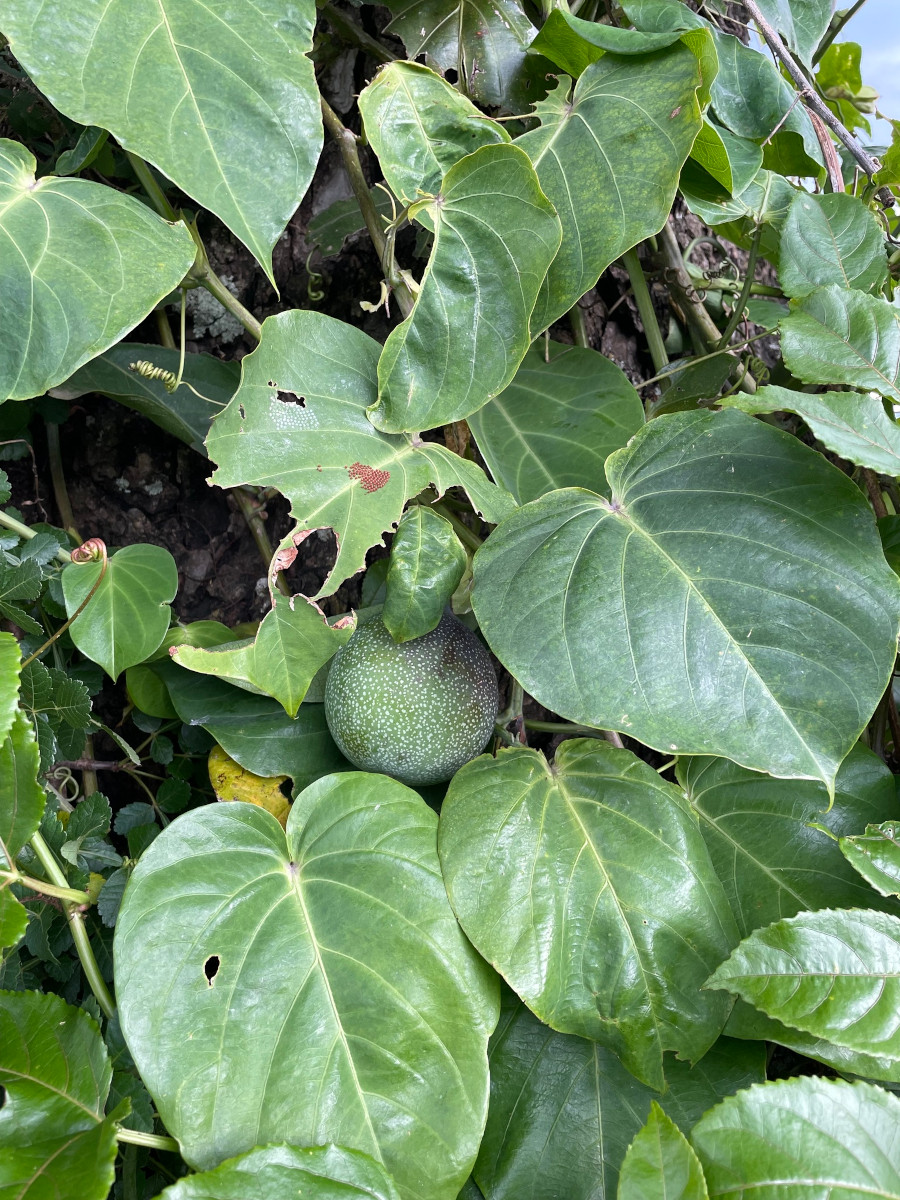 passiflora_ligu.jpg