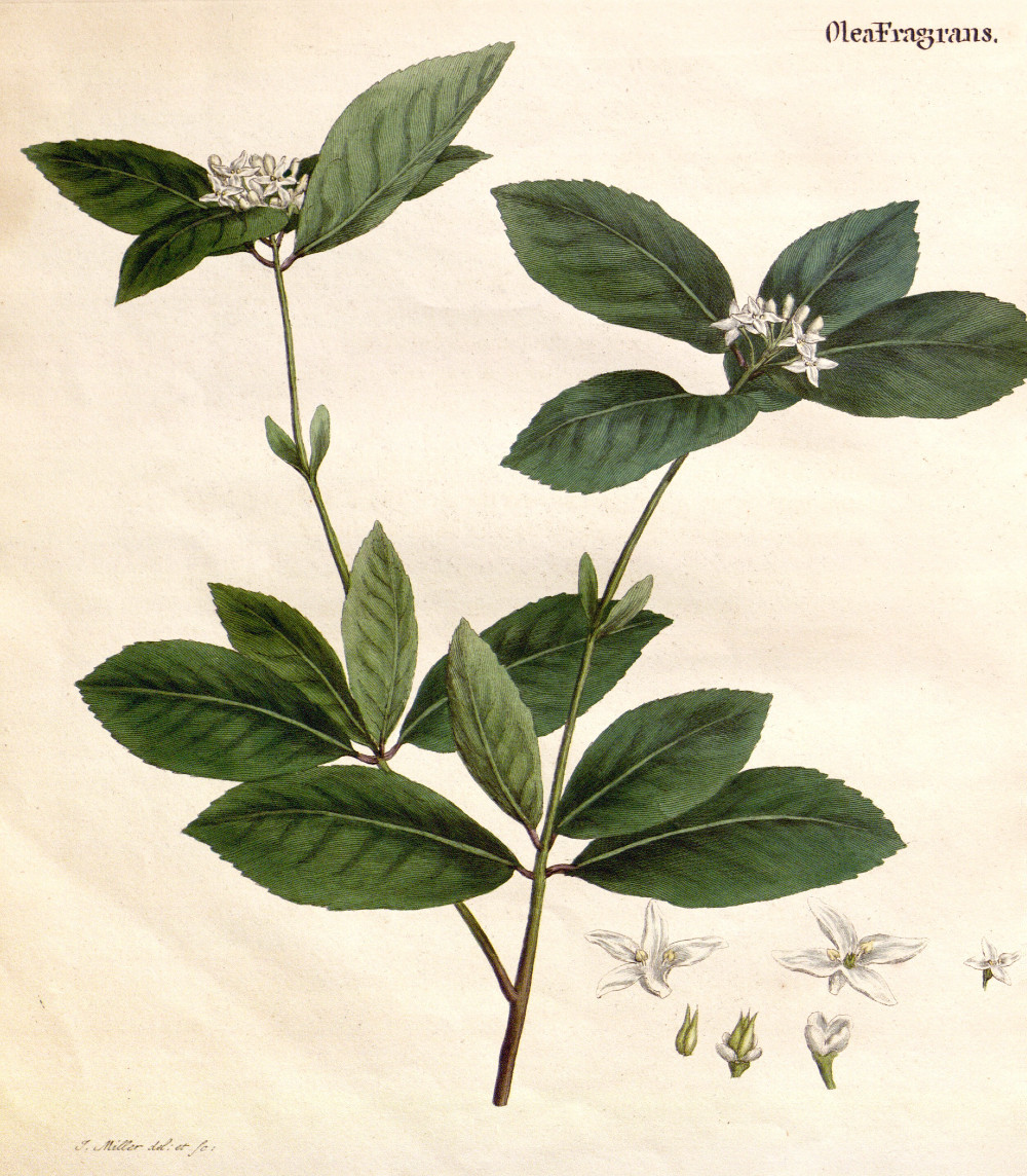 osmanthus.jpg
