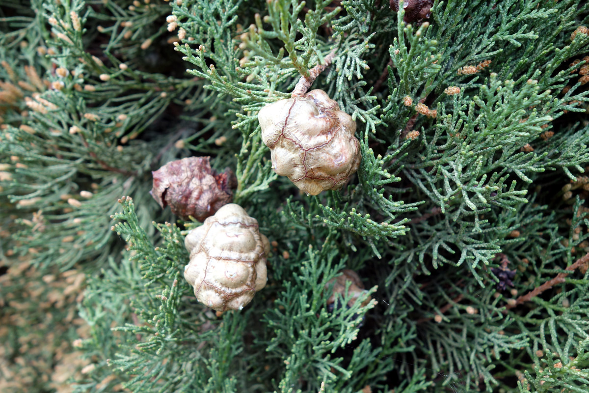 cupressus_sempervirens_n.jpg
