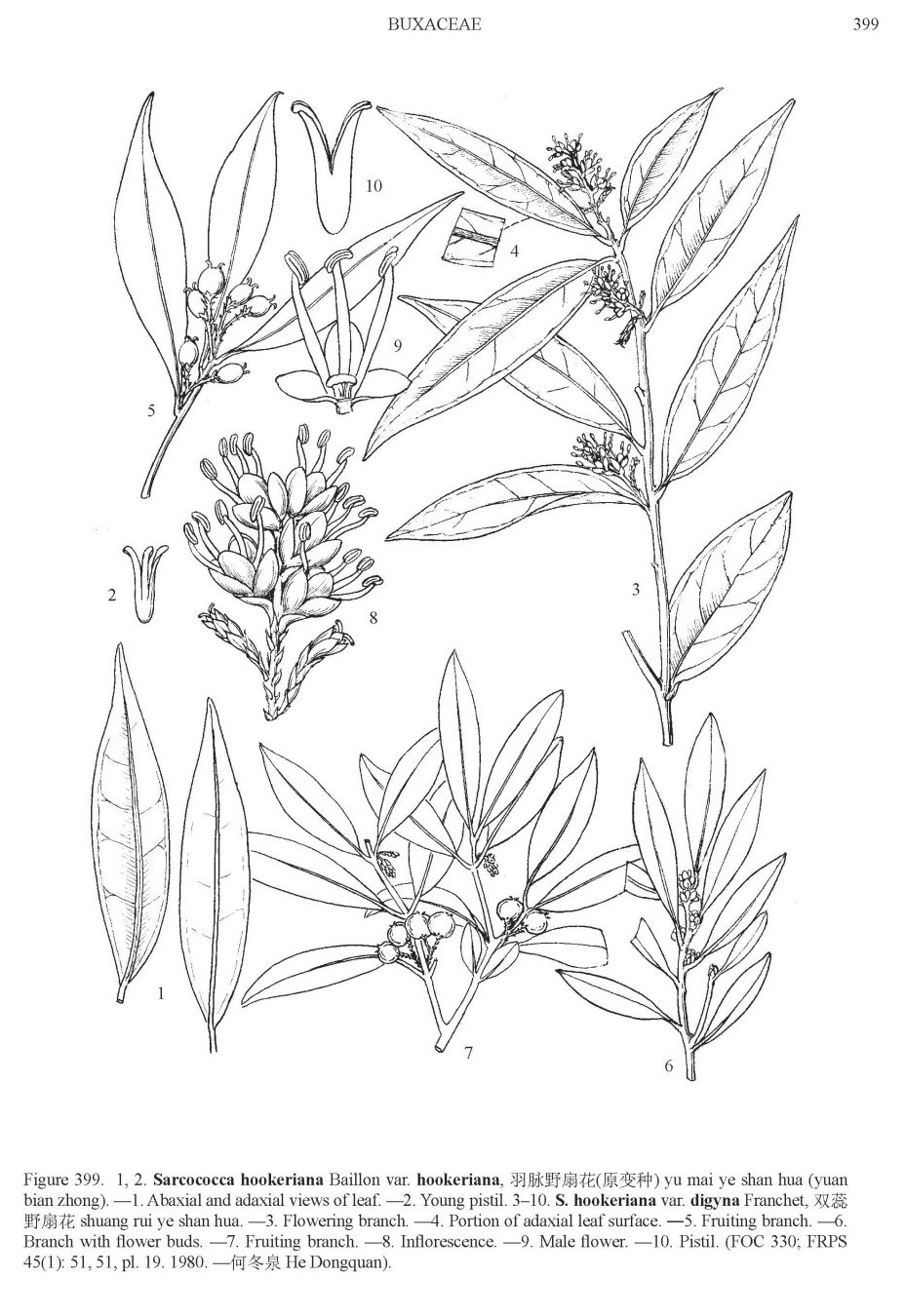 sarcococca_hook_foc.jpg