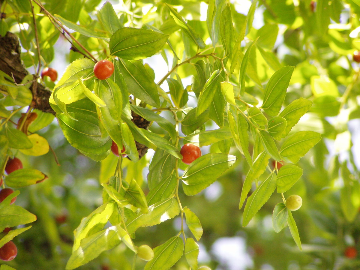 jujube_foliage.jpg