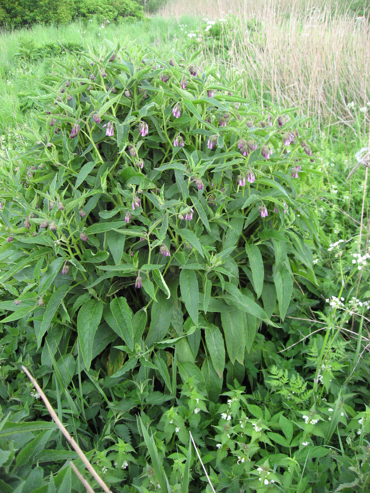 symphytum_xuplandicum.jpg
