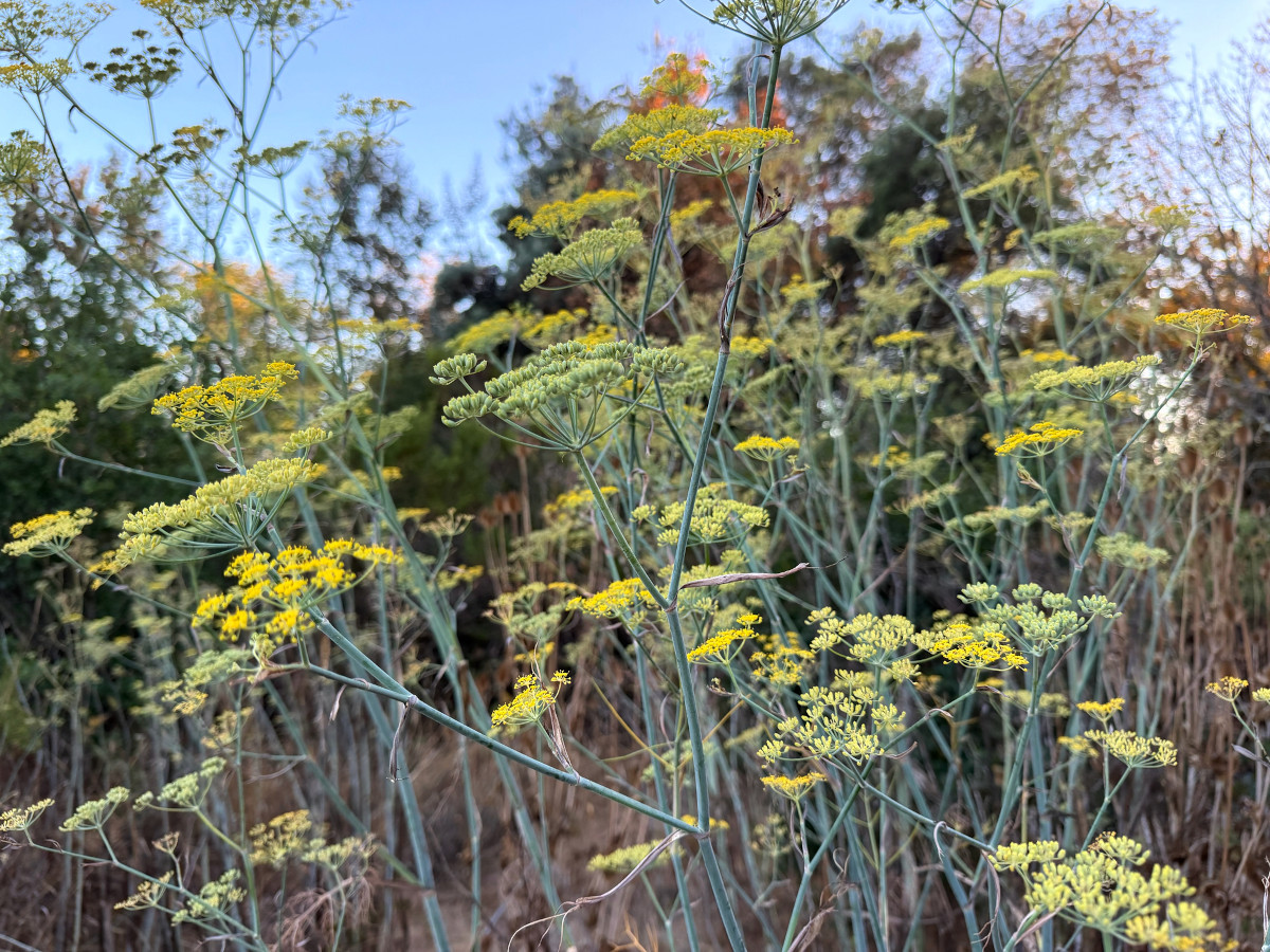 foeniculum_vul.jpg