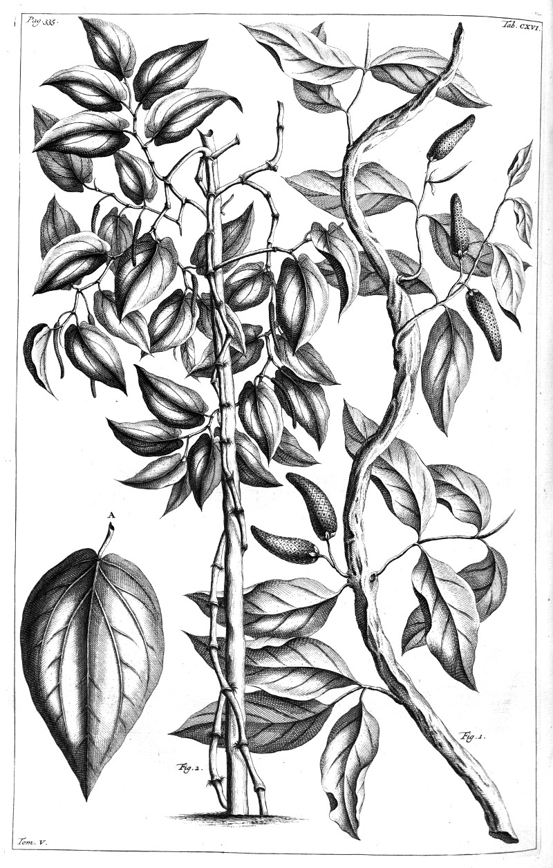piper_officinarum.jpg