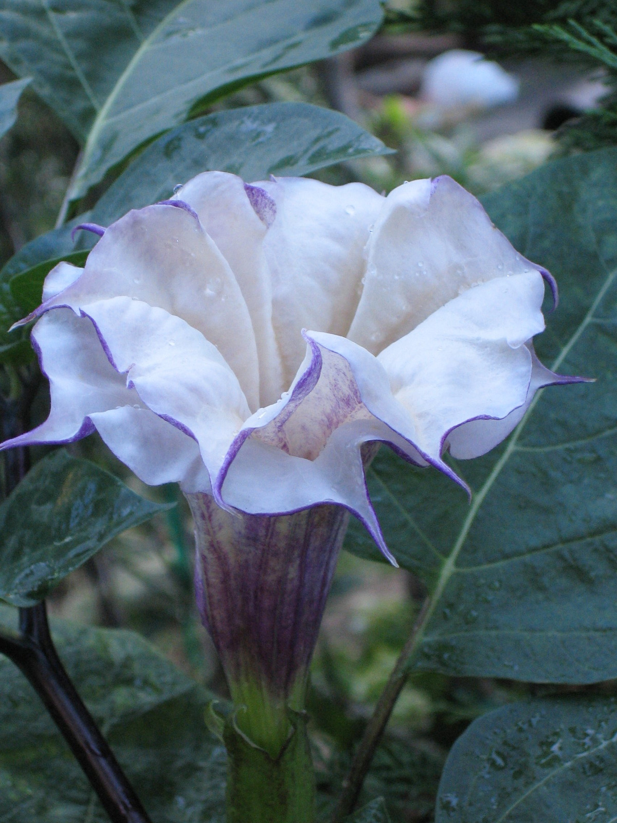 datura_metel.jpg