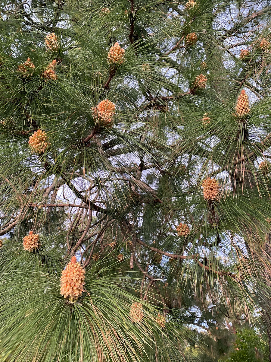 pinus_elli.jpg