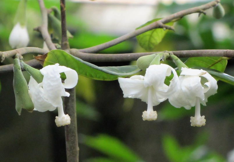 quararibea_funebris.jpg
