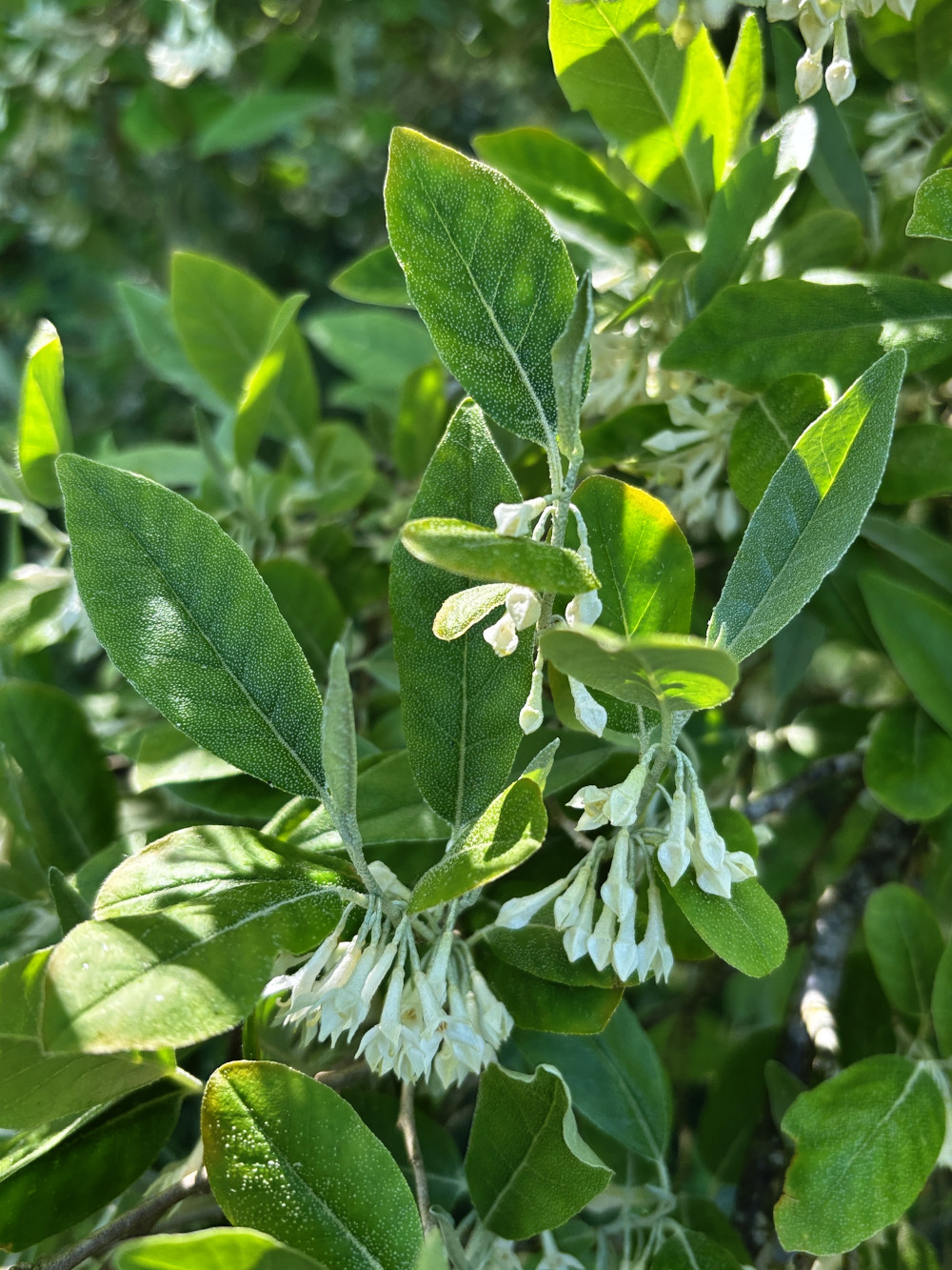 elaeagnus_umb.jpg