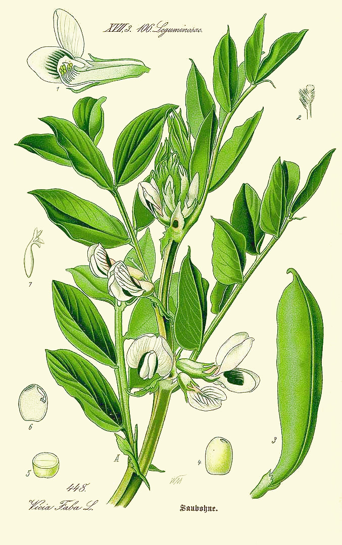 vicia_faba.jpg