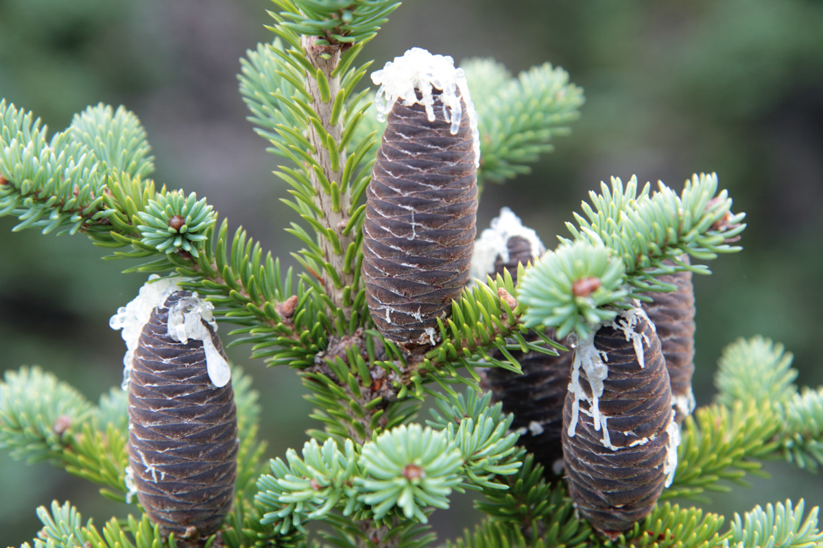 abies_balsamea_cones.jpg