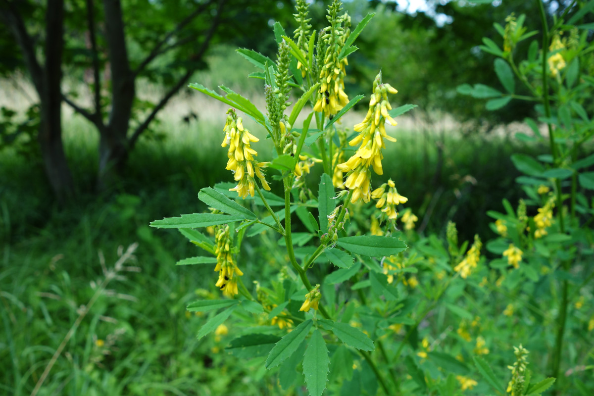 melilotus_officinalis_r.jpg