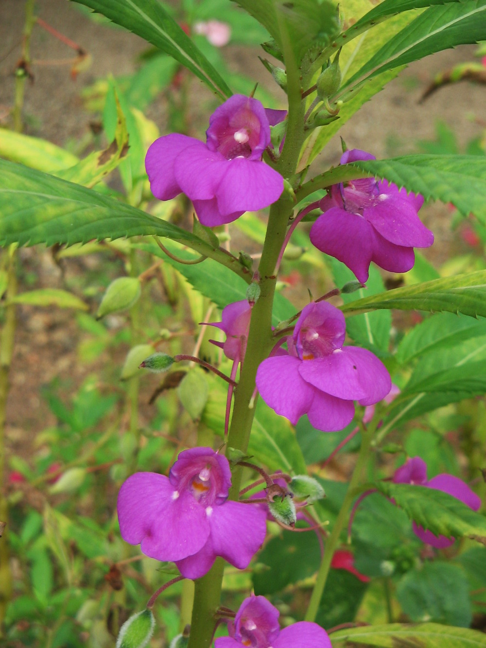 impatiens_balsamina.jpg