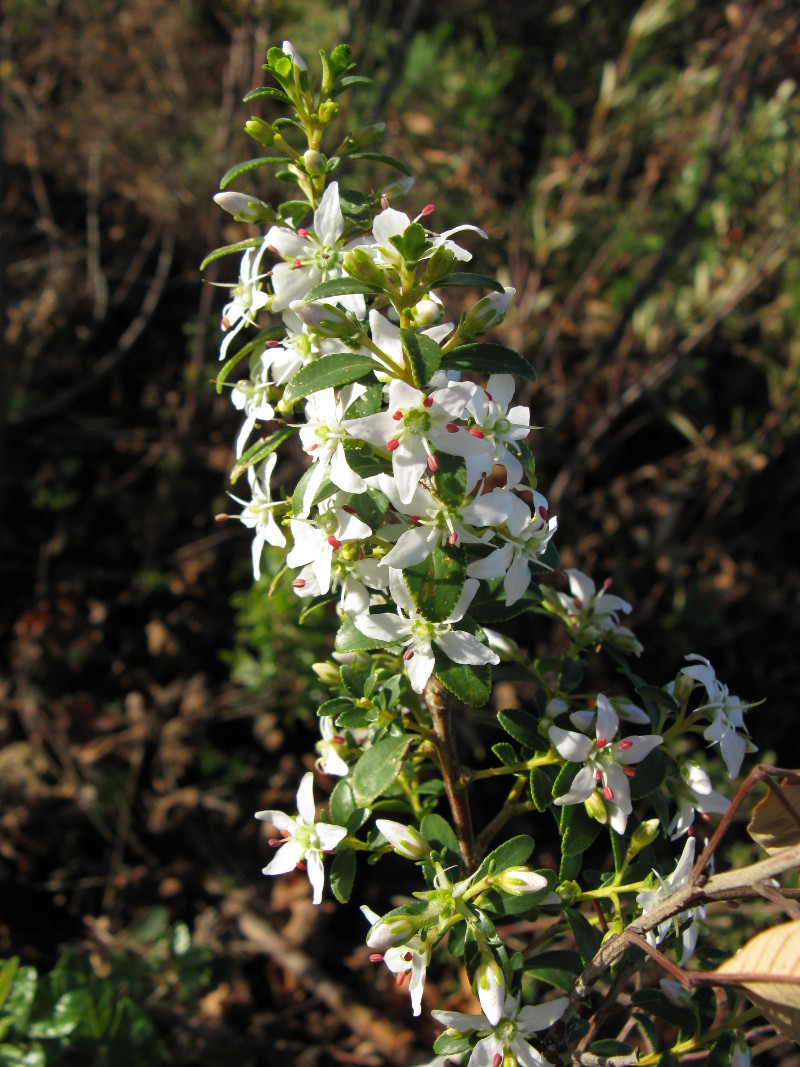 agathosma_crenulata_wiki.jpg