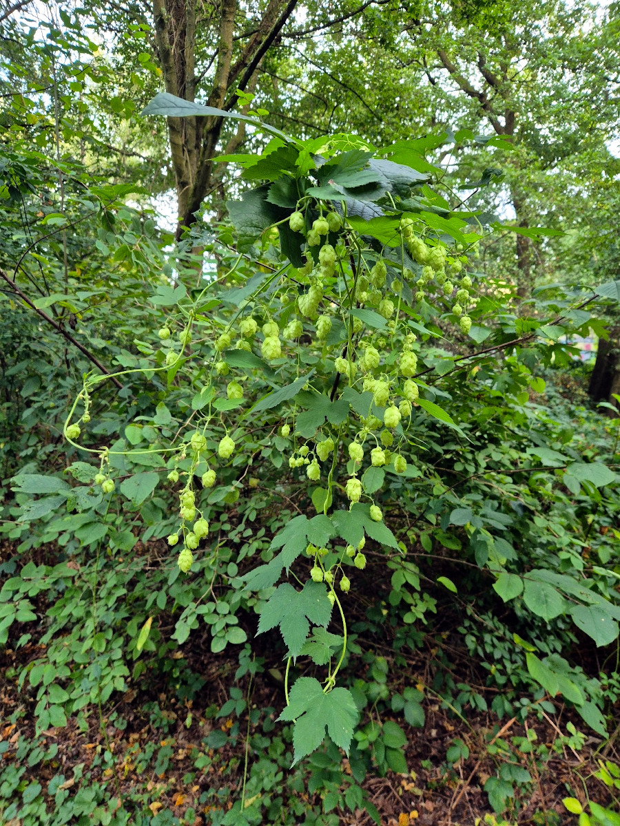 humulus_lup.jpg