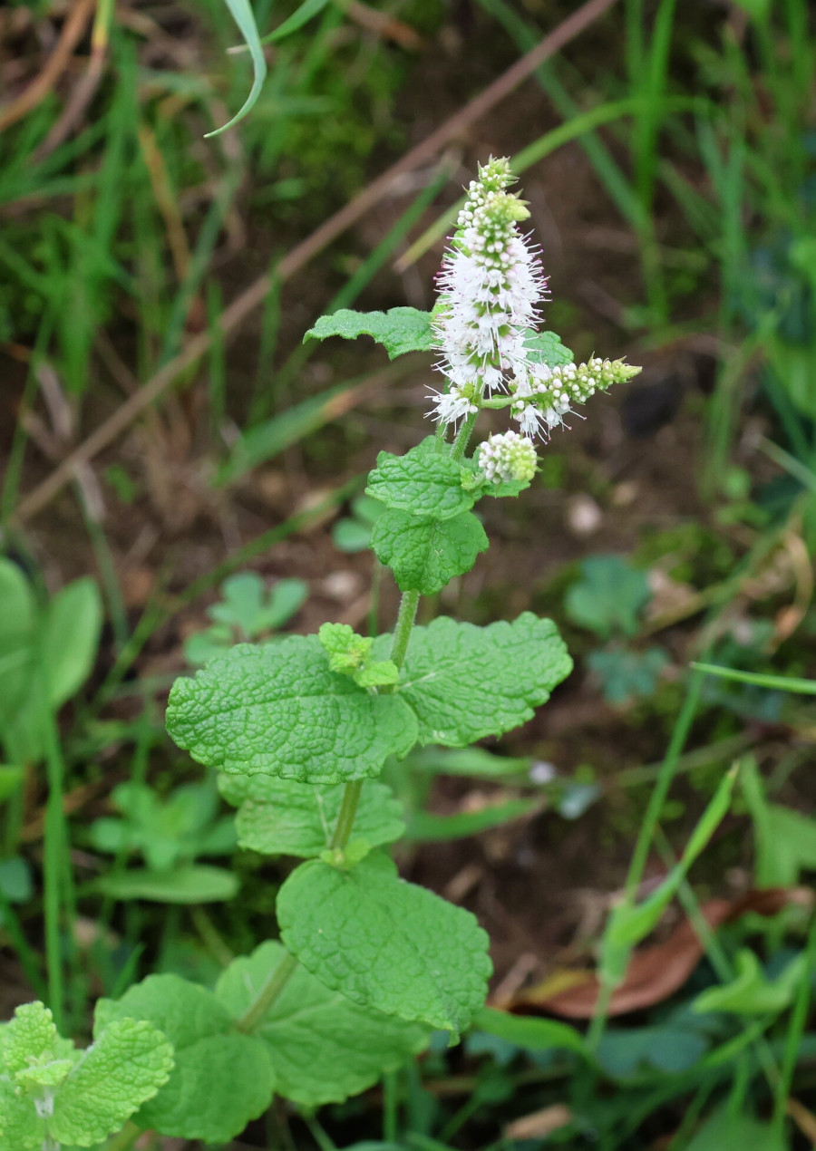 mentha_sua.jpg