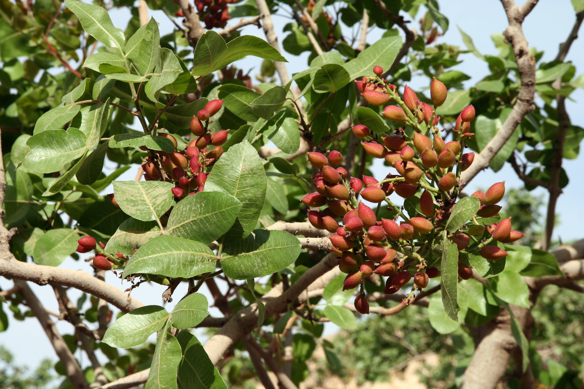 pistacia_halfeti.jpg