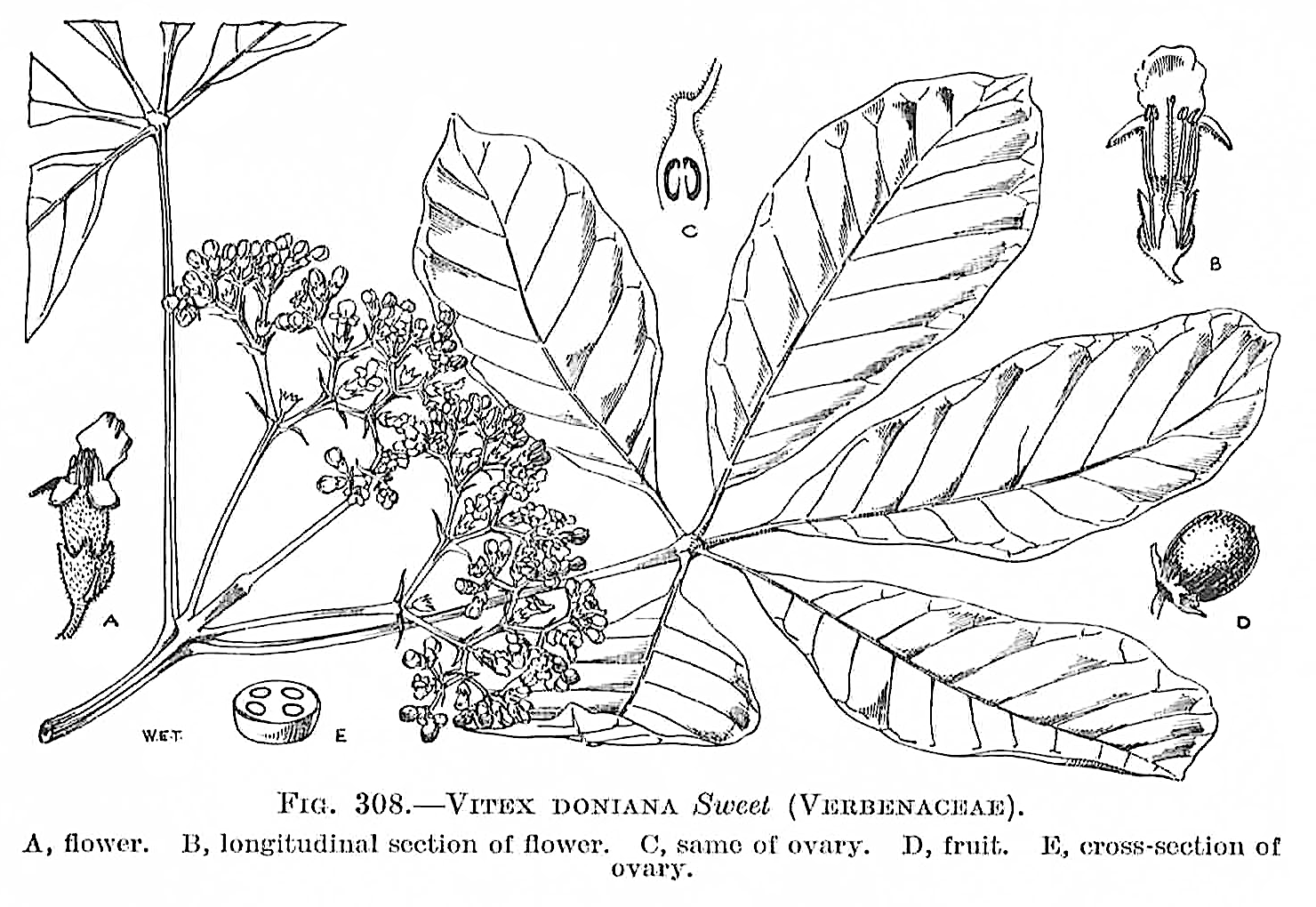 vitex_donianatrevithick.png