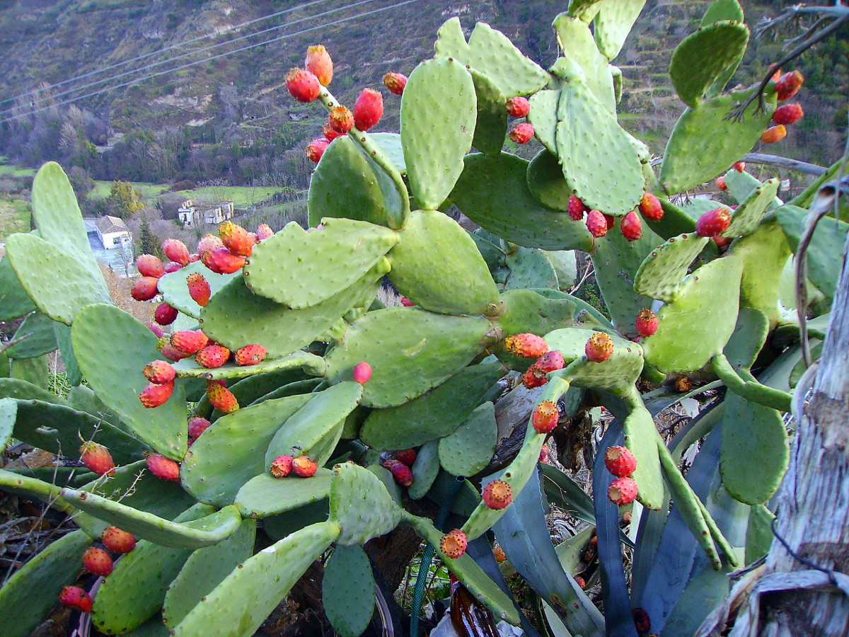 opuntia_ficusindica.jpg