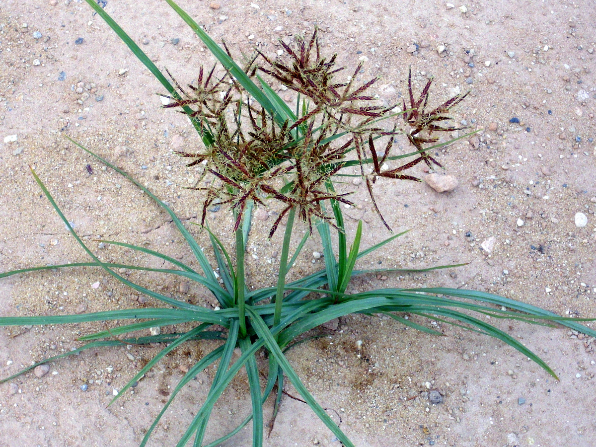 cyperus_rotundus.jpg