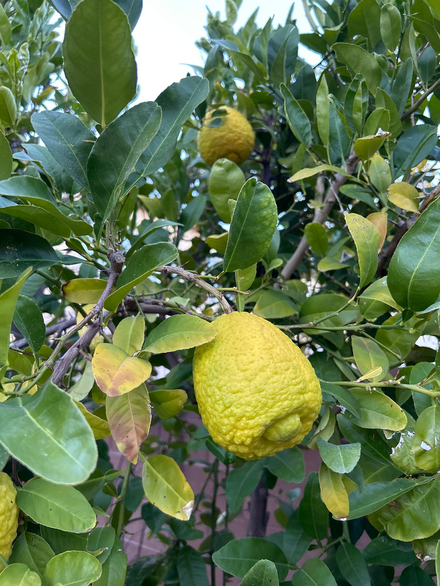 citrus_lum.jpg