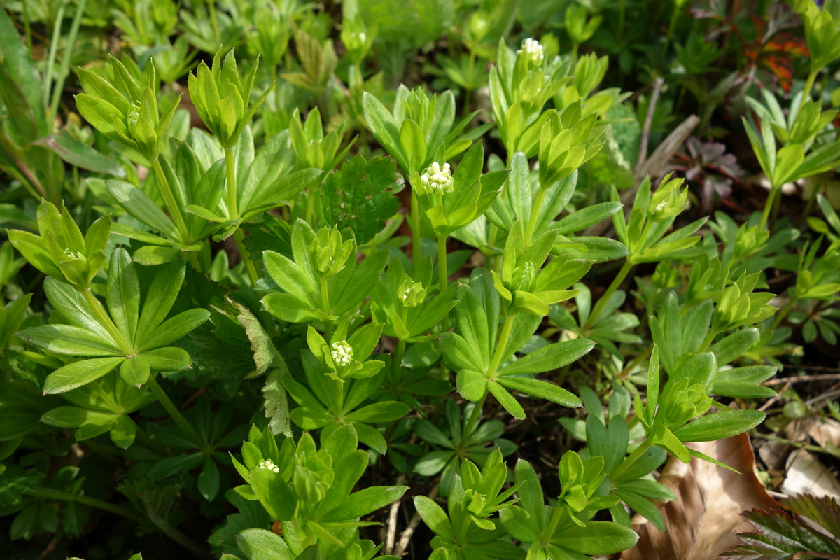 waldmeister.jpg