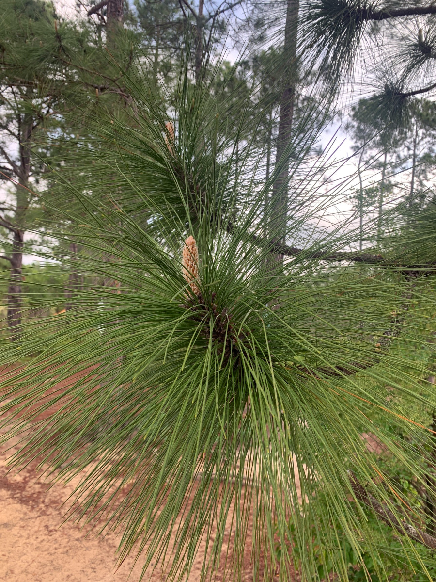 pinus_pal.jpg