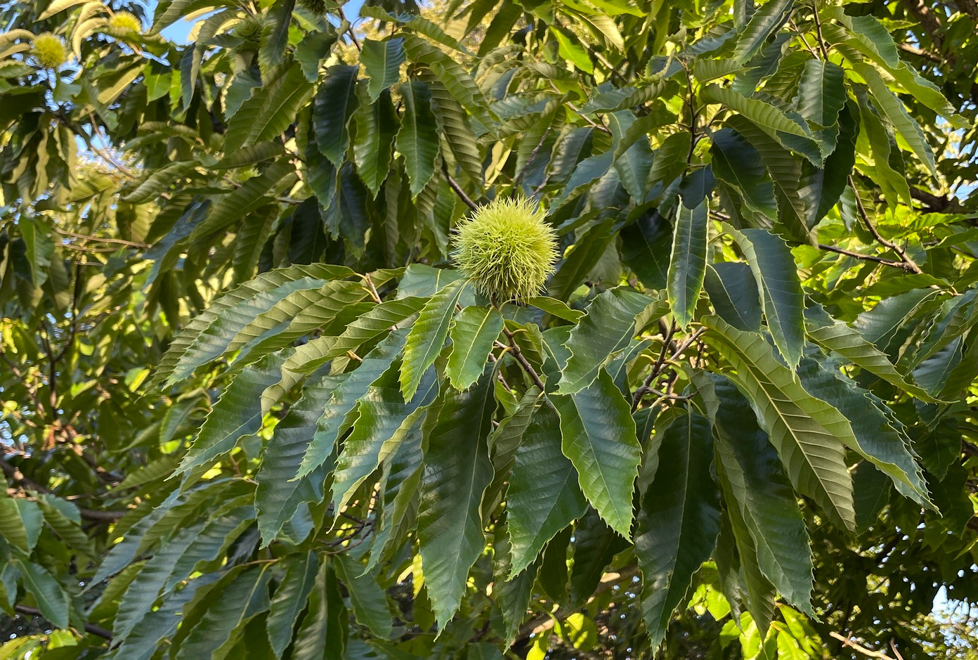 castanea_dent.jpg
