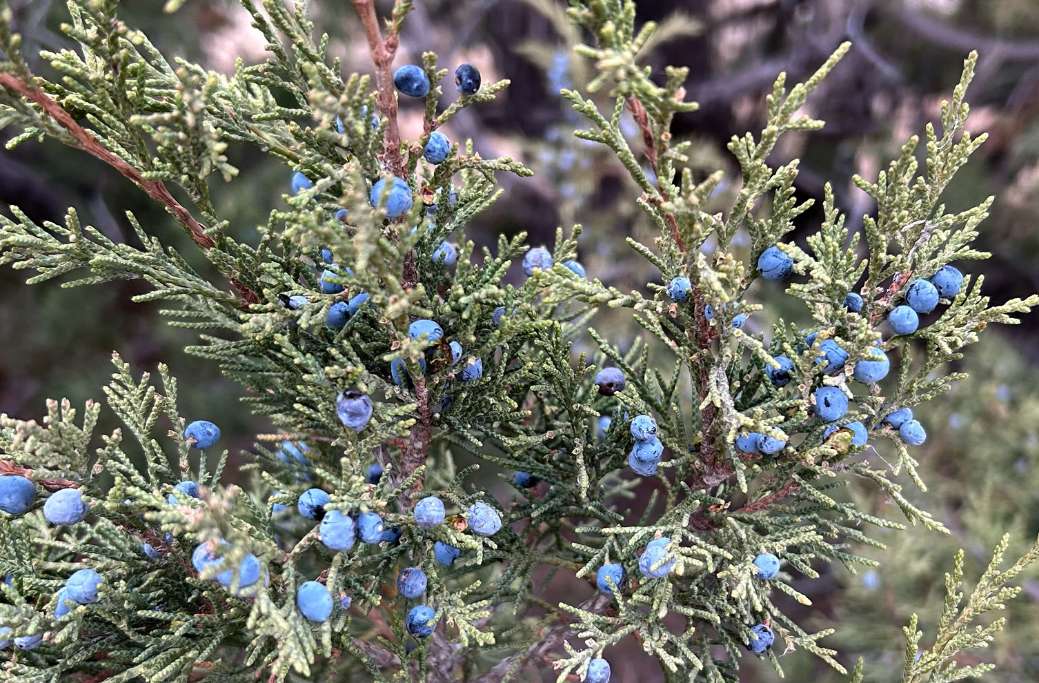 juniperus_scop.jpg