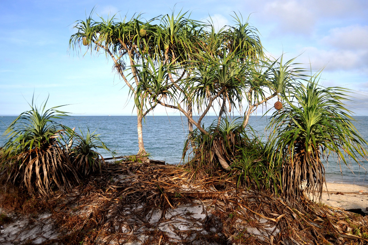 pandanus_odorifer_ind.jpg