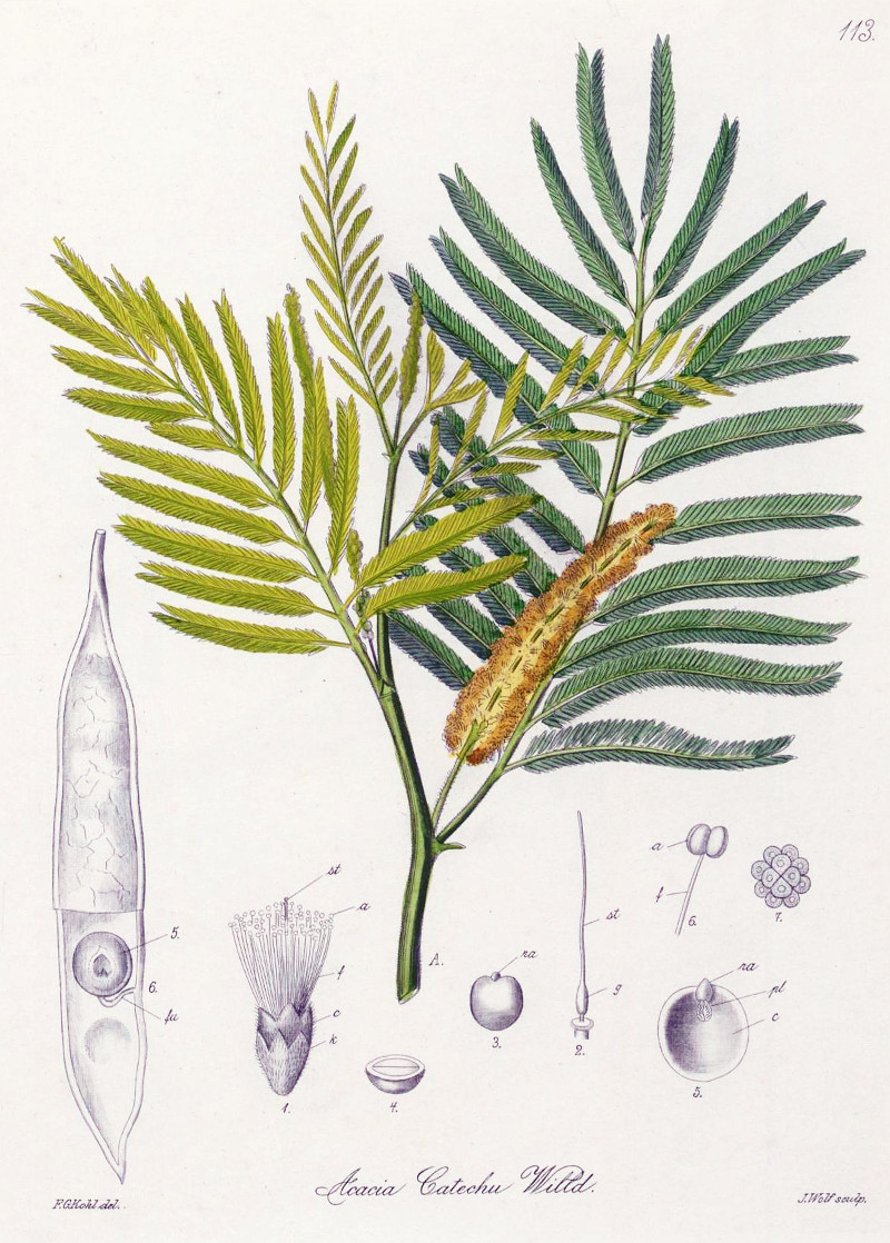 acacia_catechu.jpg