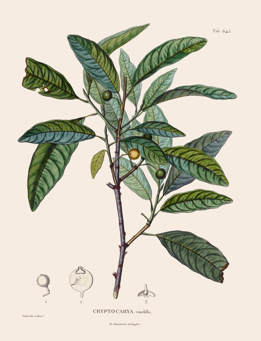 aniba_canelilla_f.jpg