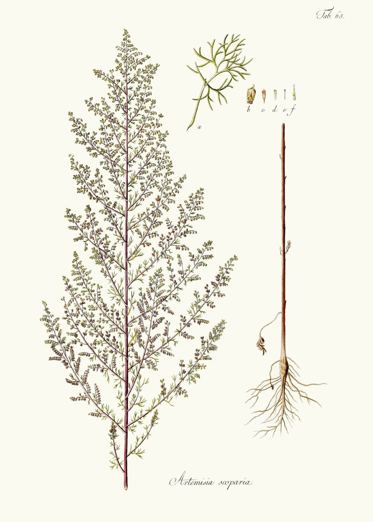 artemisia_scoparia.jpg